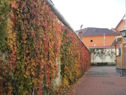 Casa Roth