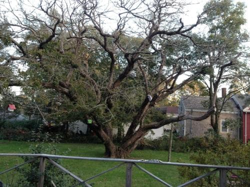 Mulberry Bed And Breakfast