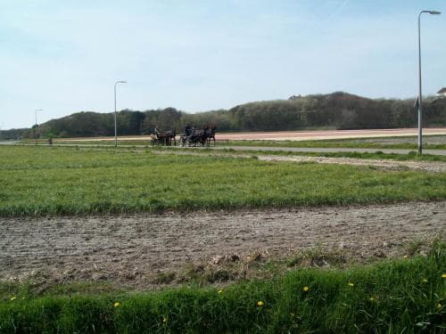 A serene rural landscape features horse-drawn carriages on a dirt path amidst green fields under a clear sky, ideal for tranquil countryside exploration.