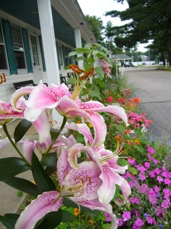 White Trellis Motel