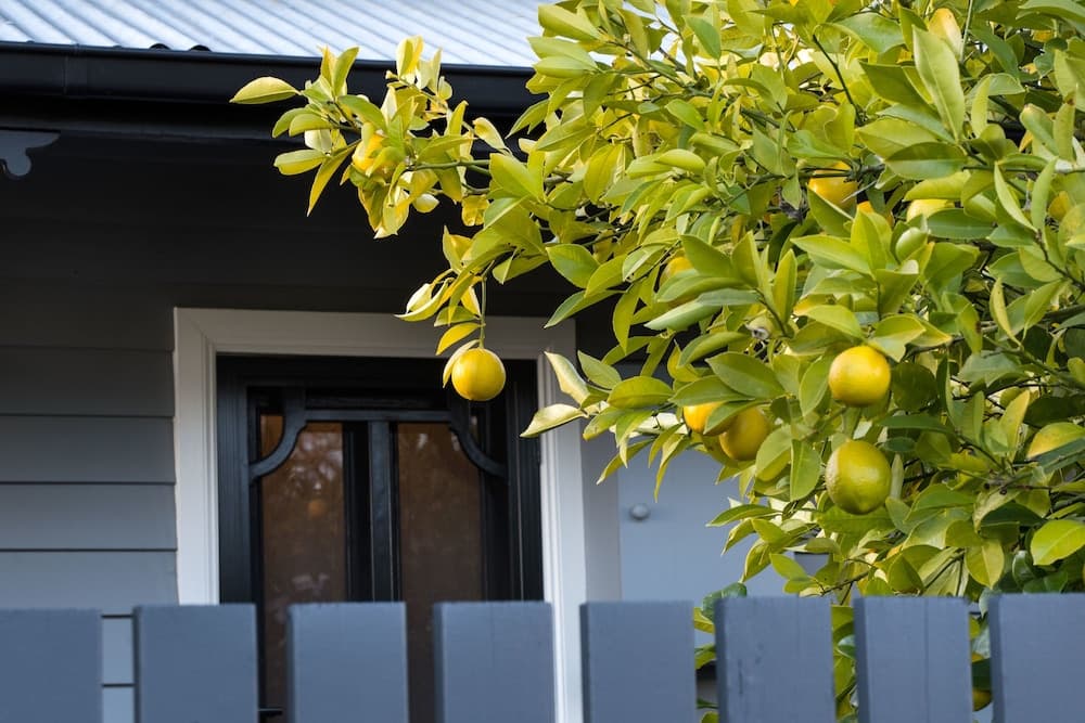 The Lemontree