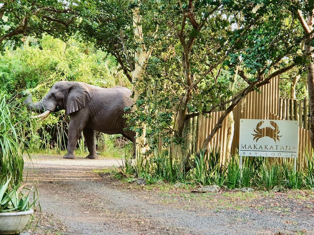 Makakatana Bay Lodge