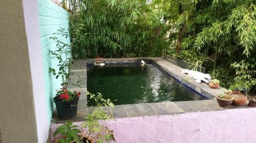 A serene private garden pool surrounded by lush greenery and potted plants creates a tranquil retreat, ideal for relaxation and leisure photography.