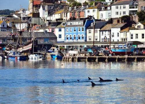 A picturesque coastal harbor scene features dolphins swimming near the water's edge, colorful buildings lining the shore, and docked boats, ideal for travelers seeking serene seaside escapes and wildlife encounters.