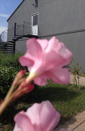 A serene residential area features vibrant pink flowers in the foreground, with a modern building and staircase in the background, ideal for travelers seeking a peaceful suburban retreat.