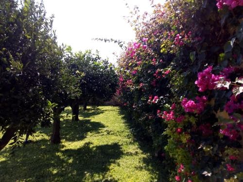 A serene garden pathway lined with lush green trees and vibrant pink bougainvillea flowers creates a tranquil atmosphere, ideal for leisurely strolls and nature photography.