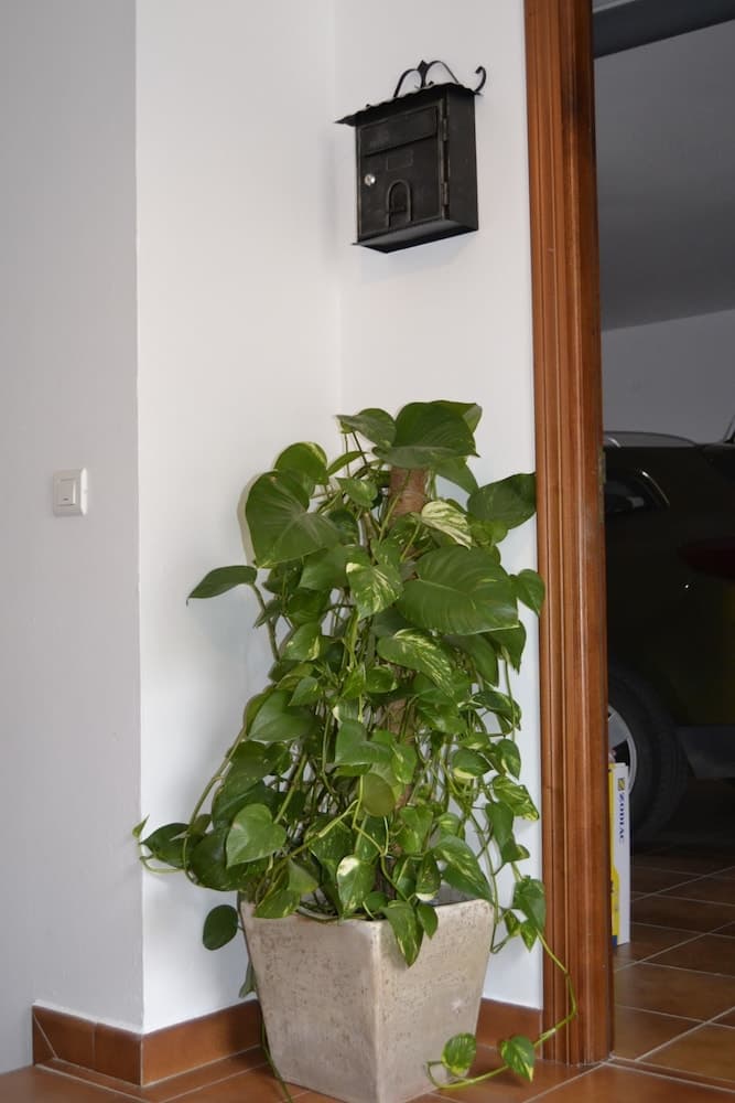 A cozy indoor corner features a lush green potted plant beside a black mailbox on a white wall, creating a welcoming atmosphere ideal for home entryway decoration.