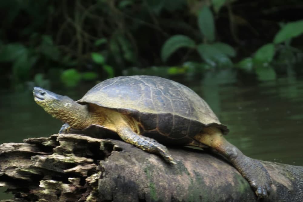 A serene turtle rests on a mossy log by a tranquil riverbank, surrounded by lush greenery, ideal for nature photography and wildlife observation trips.