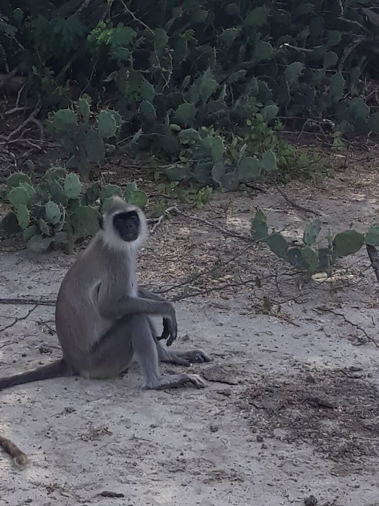 A serene monkey sits on sandy ground surrounded by lush greenery and cacti, creating a tranquil wildlife scene ideal for nature photography enthusiasts.