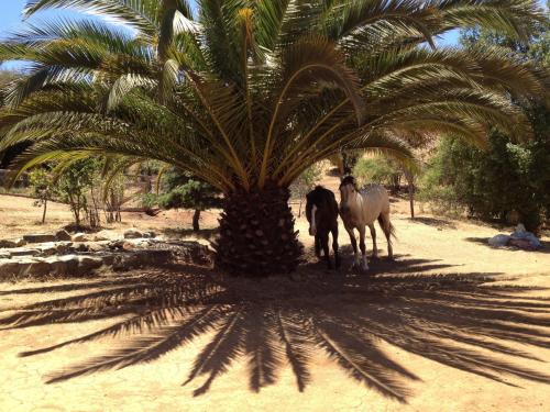 Campesano Ranch Cabañas