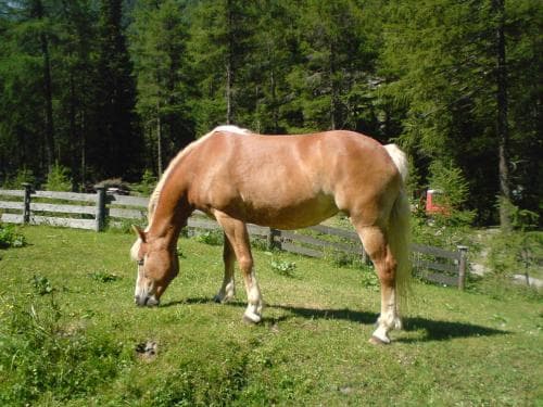 A serene rural scene features a light brown horse grazing on lush green grass near a wooden fence, surrounded by dense forest, ideal for nature lovers seeking peaceful countryside retreats.