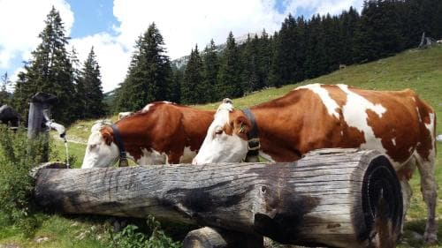 Pension der Alpenhof