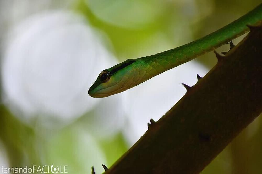 A vibrant green snake perches delicately on a spiky branch amidst lush foliage, creating a serene tropical forest scene ideal for wildlife photography enthusiasts.