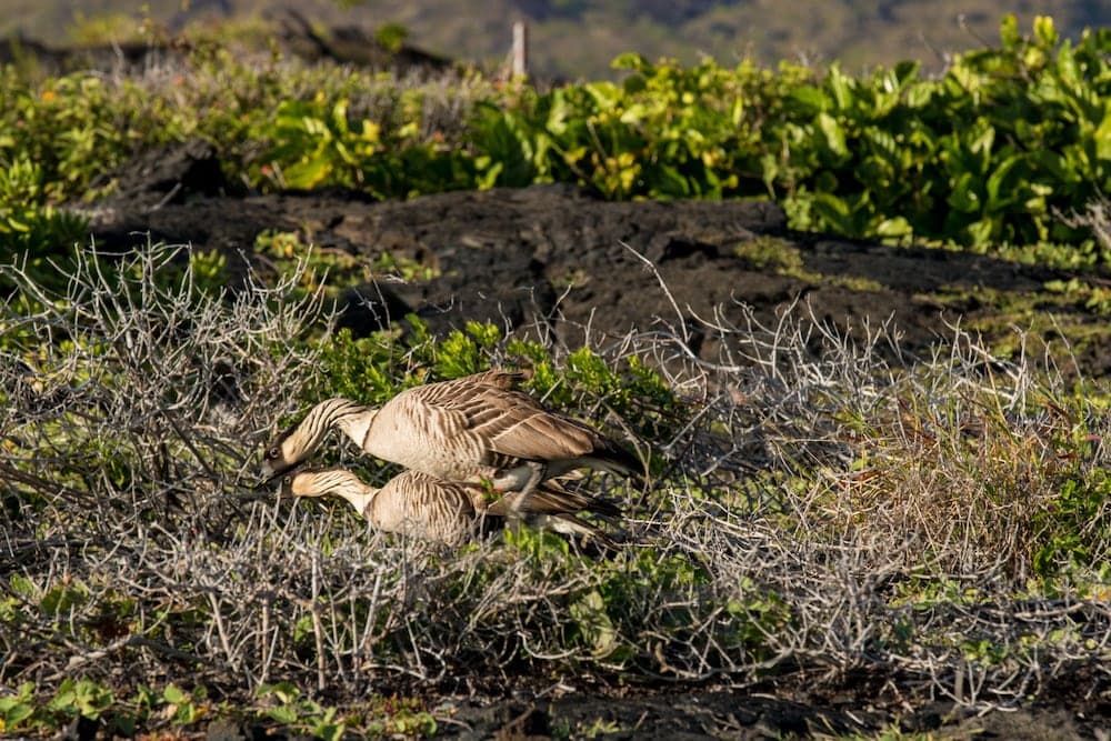 A serene volcanic landscape features two nene geese amidst lush greenery and dried branches, ideal for nature photography and wildlife observation.