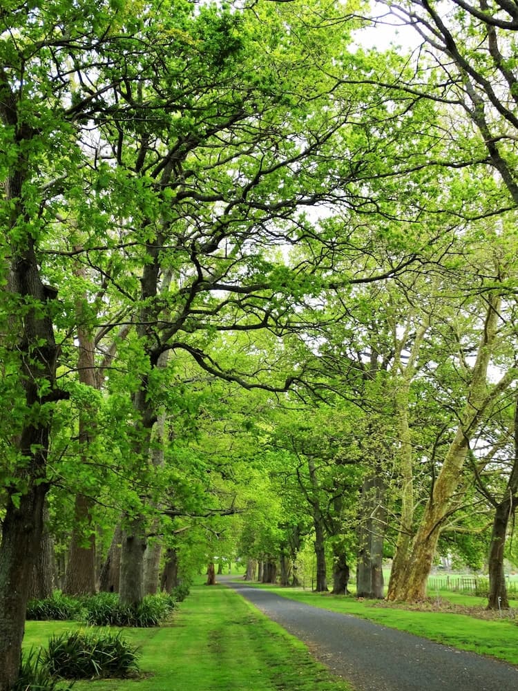 Oak Lane Lodge