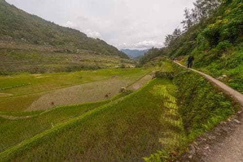 Rice Homestay