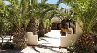 A serene tropical resort pathway lined with lush palm trees and modern planters invites travelers to unwind in a tranquil oasis setting.