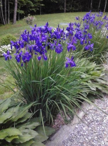 Blueberry Fields Bed & Breakfast