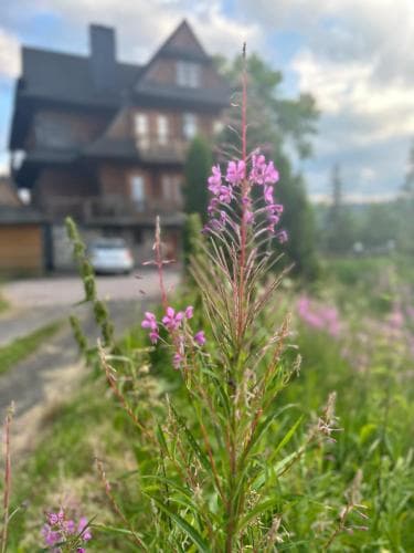 A serene suburban scene features vibrant pink wildflowers in the foreground against a backdrop of a cozy two-story house, ideal for travelers seeking a peaceful countryside retreat.