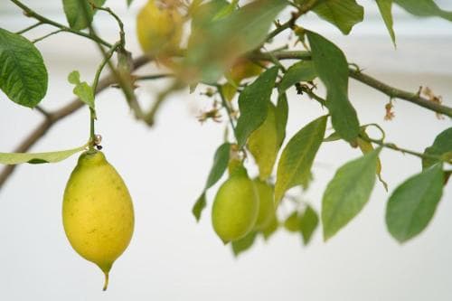 Lemon Tree