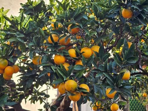 L'arancio B&B