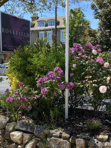 The Rosefield