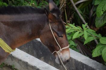A serene rural scene features a donkey tied with a rope near lush greenery, ideal for travelers seeking authentic countryside experiences.