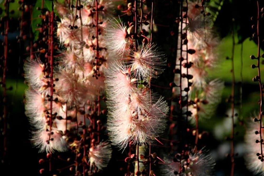 A serene botanical garden scene showcases delicate pink, feathery flowers hanging from slender stems, ideal for nature photography enthusiasts seeking tranquil floral beauty.