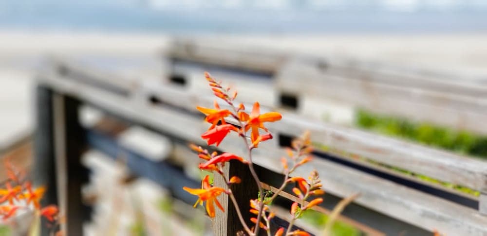 Nye Beach Condos & Cottages