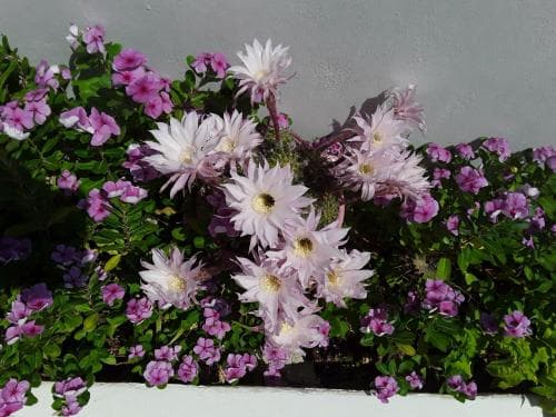 Azalea
