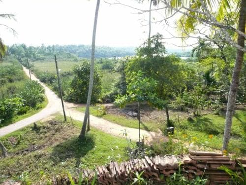 A serene rural landscape featuring lush greenery, a winding dirt path, and a brick wall in the foreground, ideal for eco-tourism and nature photography.