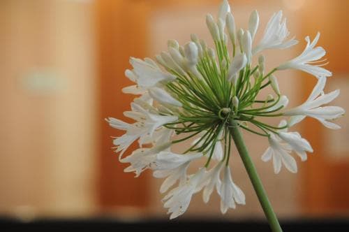 A delicate white flower with green stems stands out against a warm, blurred orange background, creating a serene indoor setting ideal for relaxation and home decor photography.