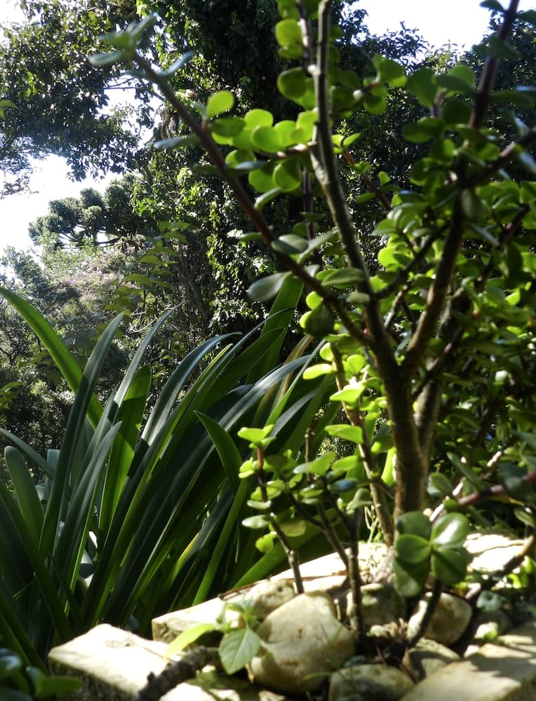 Recanto Das Araucárias