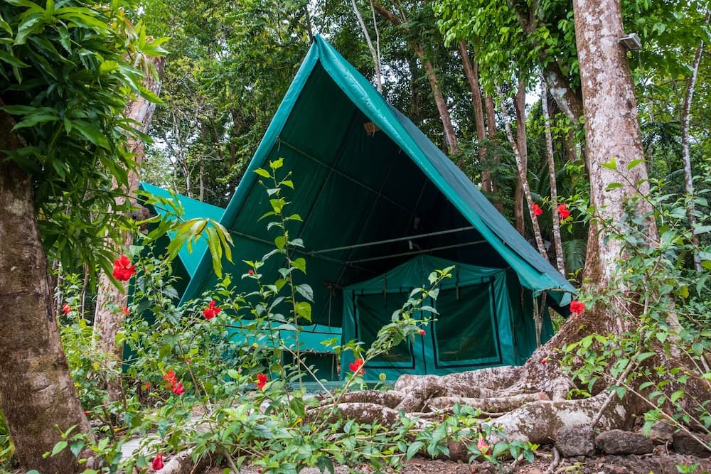 A serene green tent nestled among lush tropical foliage and vibrant red flowers offers an inviting retreat for eco-conscious travelers seeking adventure in nature.