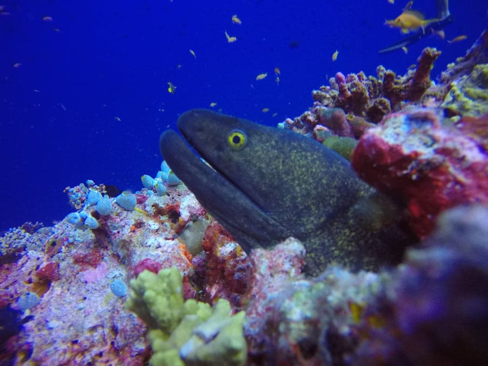 Aloha Rasdhoo