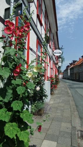 Kniep