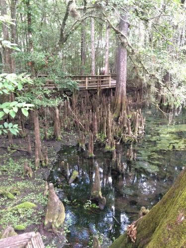 Steinhatchee River Inn