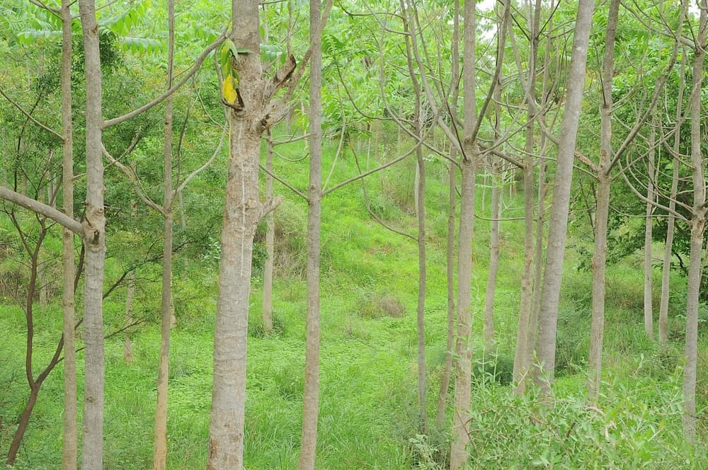 Deshawar Resort