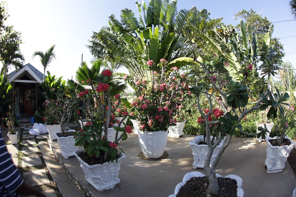 Negril Palms
