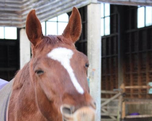 Cherry Orchard Farm