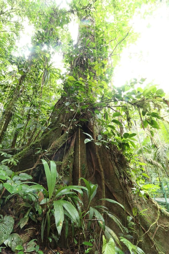 Tirimbina Rainforest Lodge