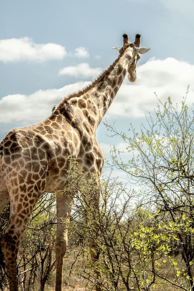 Homebase Kruger