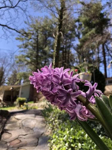 The Pines Cottages