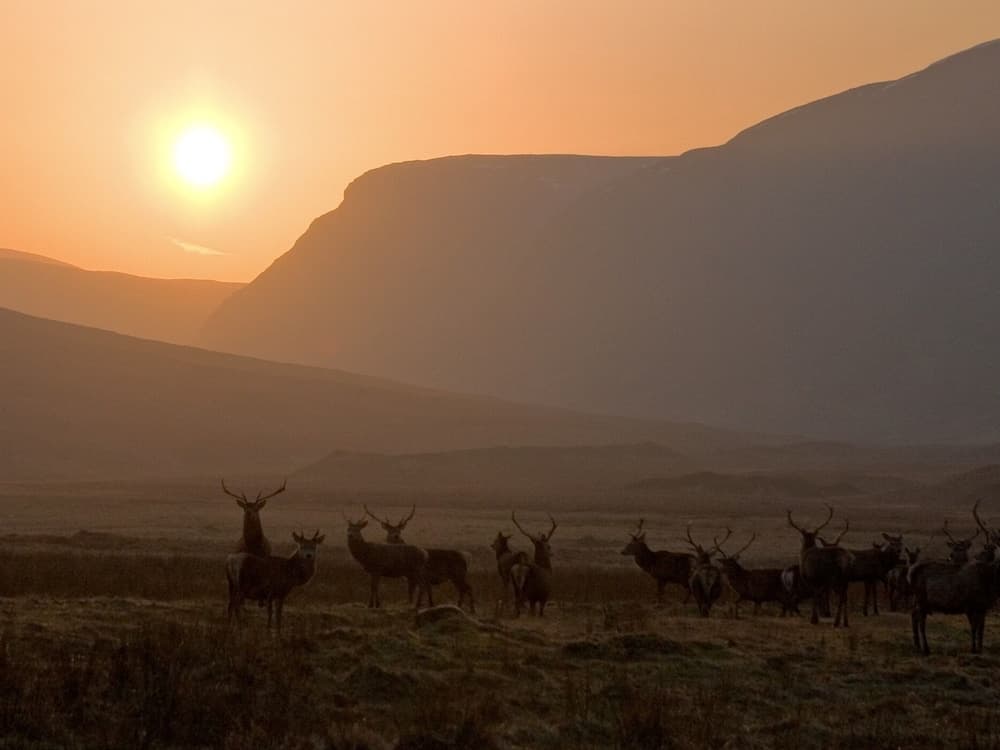 Alladale Wilderness Reserve