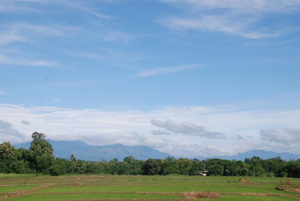 A serene rural landscape features lush green rice paddies under a vast blue sky with scattered clouds, ideal for travelers seeking tranquil countryside retreats.