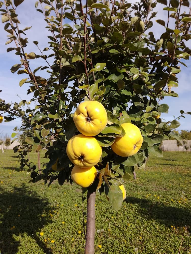 Farma 47