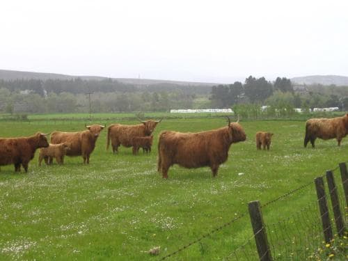 Highlander Hotel