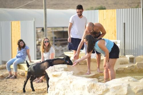 A group enjoys a sunny day interacting with a playful goat at an outdoor petting zoo, surrounded by rustic stone structures and modern fencing, ideal for family-friendly travel experiences.