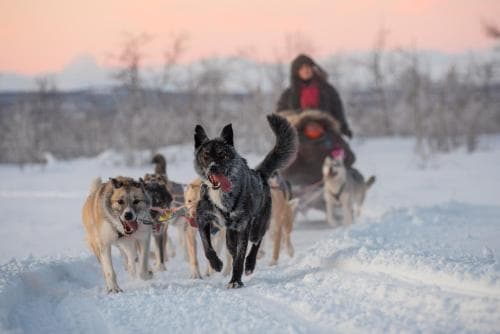 Husky Lodge