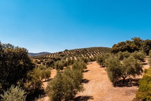 Cortijo La Presa